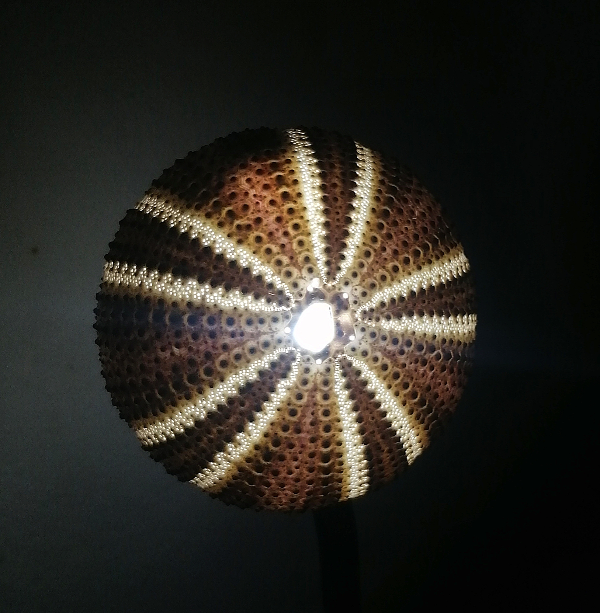 We welcome various ideas for your orders with sea urchins